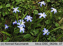 Chionodoxa luciliae (śnieżnik lśniący)