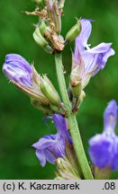 Salvia officinalis (szałwia lekarska)