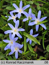 Chionodoxa luciliae (śnieżnik lśniący)