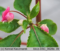 Impatiens tuberosa