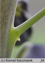 Fritillaria persica (szachownica perska)
