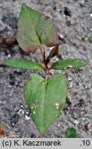 Fallopia convolvulus (rdestówka powojowata)