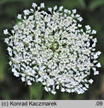 Daucus carota (marchew zwyczajna)