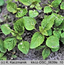 Elsholtzia ciliata (marzymięta grzebieniasta)