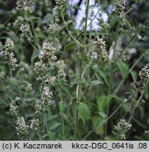 Nepeta cataria (kocimiętka właściwa)