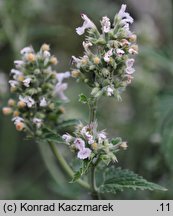 Nepeta cataria (kocimiętka właściwa)