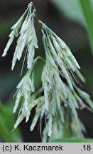 Lamarckia aurea (lamarkia złota)