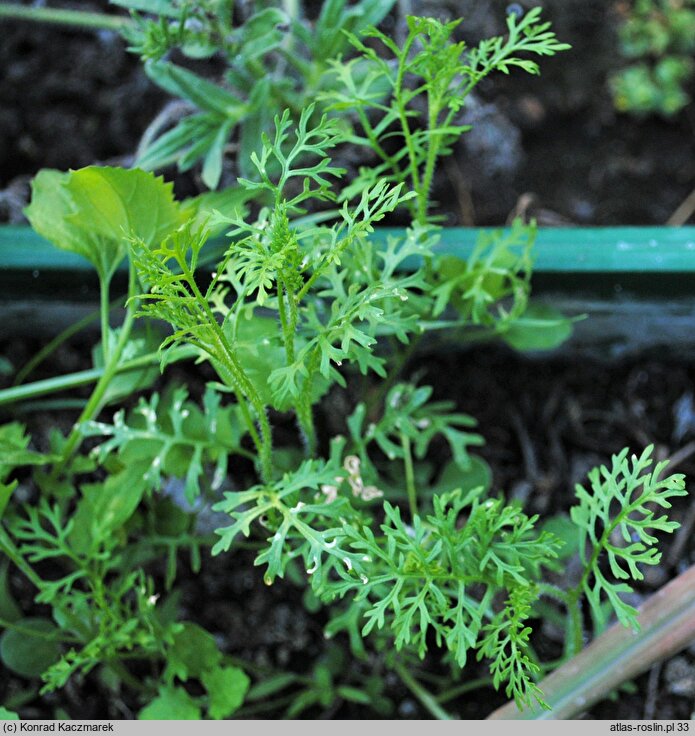 Carrichtera annua