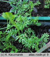 Carrichtera annua