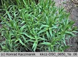 Gypsophila paniculata (łyszczec wiechowaty)