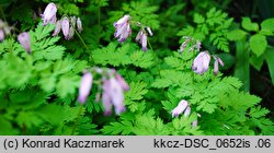 Dicentra formosa (serduszka piękne)