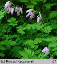 Dicentra formosa (serduszka piękne)