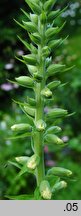 Digitalis purpurea (naparstnica pupurowa)