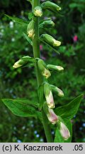 Digitalis purpurea (naparstnica pupurowa)