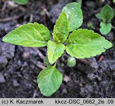 Elsholtzia ciliata (marzymięta grzebieniasta)