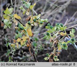 Euphorbia lagascae