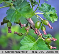 Ribes ×nidigrolaria (porzeczkoagrest)