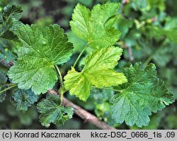 Ribes ×nidigrolaria (porzeczkoagrest)