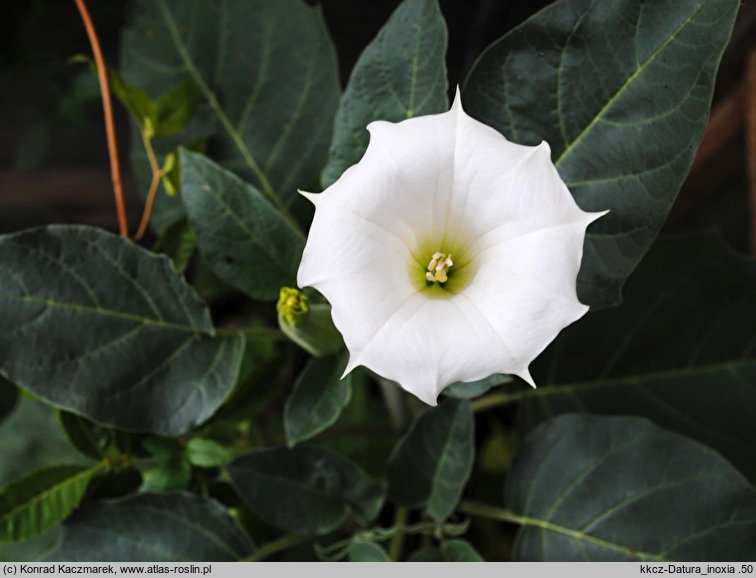 Datura innoxia