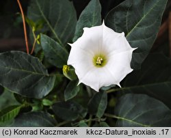 Datura innoxia