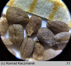 Elsholtzia ciliata (marzymięta grzebieniasta)