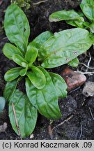 Epilobium parviflorum (wierzbownica drobnokwiatowa)