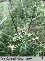 Erodium ciconium