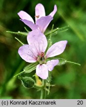 Erodium ciconium