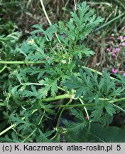 Erodium ciconium