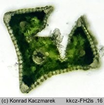 Festuca heterophylla (kostrzewa różnolistna)