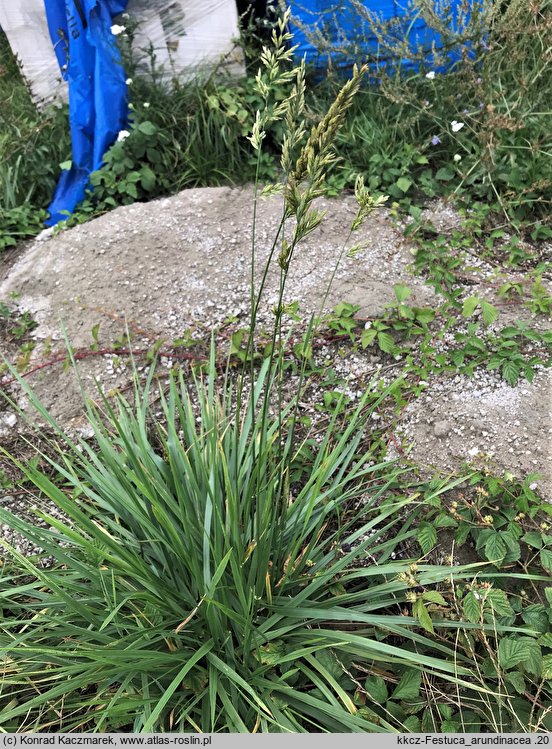 Festuca arundinacea (kostrzewa trzcinowata)