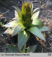 Fritillaria imperialis (szachownica cesarska)