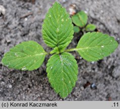 Galeopsis tetrahit (poziewnik szorstki)