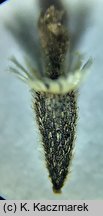 Galinsoga ciliata (żółtlica owłosiona)