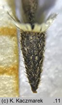 Galinsoga ciliata (żółtlica owłosiona)