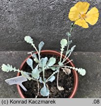 Glaucium flavum (siwiec żółty)