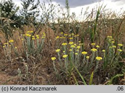 Helichrysum arenarium (kocanki piaskowe)