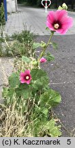 Alcea rosea (malwa różowa)