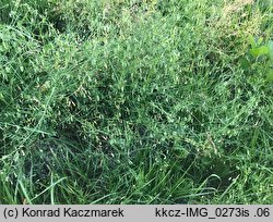 Vicia tetrasperma (wyka czteronasienna)