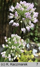 Allium nutans (czosnek krętolistny)