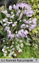 Allium nutans (czosnek krętolistny)