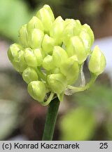 Allium ericetorum