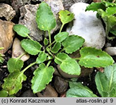 Campanula incurva (dzwonek pucharowaty)