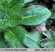 Inula rhizocephala