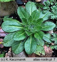 Inula rhizocephala