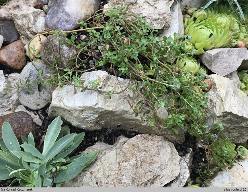 Alyssum montanum Minutissima