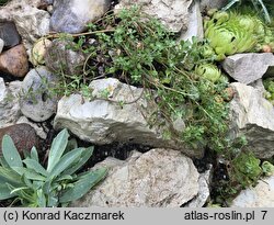 Alyssum montanum Minutissima