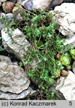 Alyssum montanum Minutissima