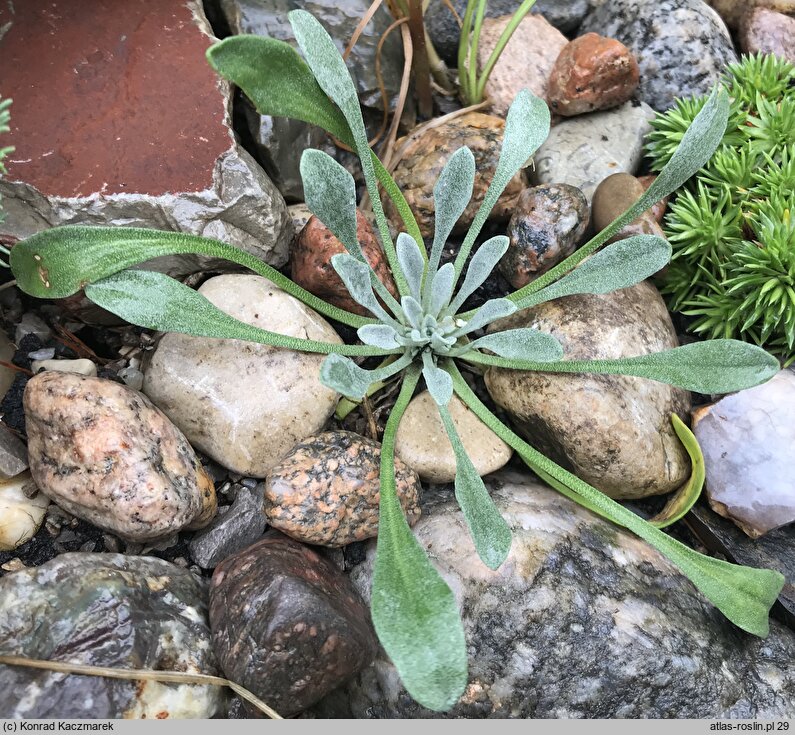 Physaria arctica