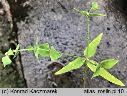 Euphorbia terracina